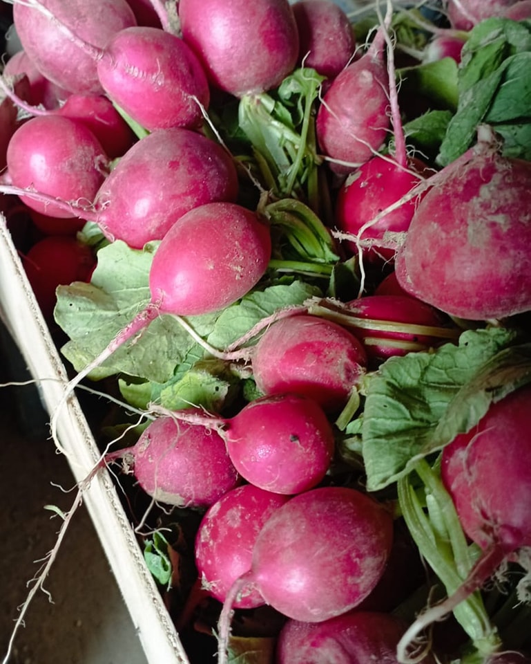 Cueillette de fruits bio aux Vergers de La Frestellée