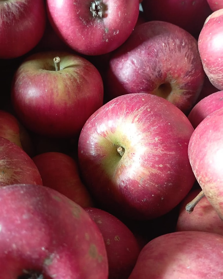Légumes bio frais cueillis à La Frestellée en Normandie