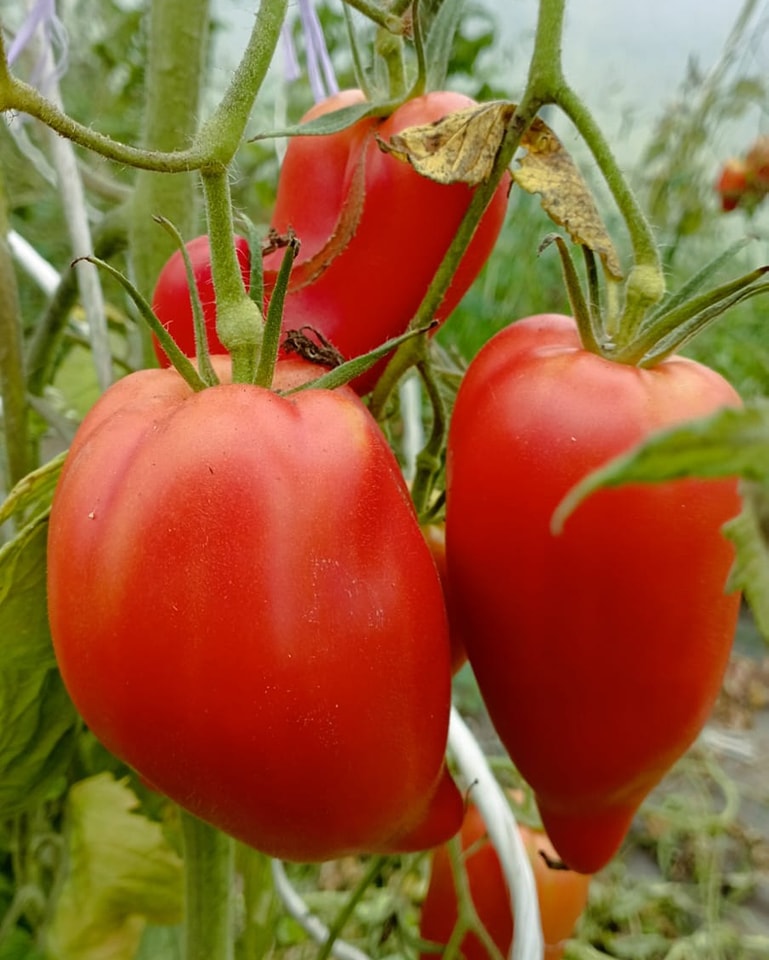 Vergers et champs bio de La Frestellée à Lisores